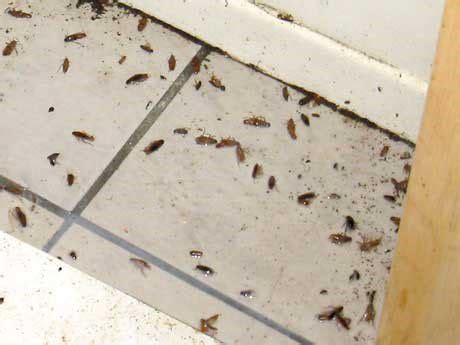 German cockroaches are typically found in kitchens and bathrooms inside wall voids, and behind cabinets and appliances. How to Get Rid of Roaches: DIY Extermination | Diy pest control, Pest control, Pest control supplies