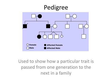 Ppt Pedigree Powerpoint Presentation Free Download Id2682387
