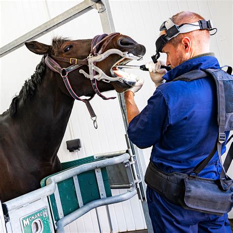 Dentistry Lower House Equine Clinic