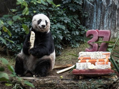 Pandas Celebrating Birthdays 21 Pics