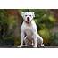 American Bulldog Dog Breed Information & Characteristics  Daily Paws
