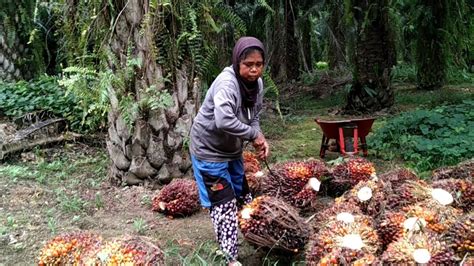 Wanita Paruh Baya Di Kebun Sawit Kalimantan Timur Super Kuat Youtube
