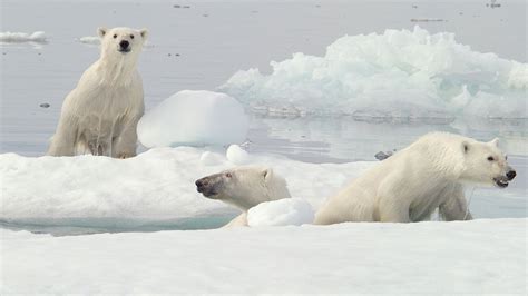 Climate Change Could Make Polar Bears Extinct By End Of Century Study