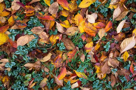 Fallen Autumn Leaves Alex Proimos Flickr