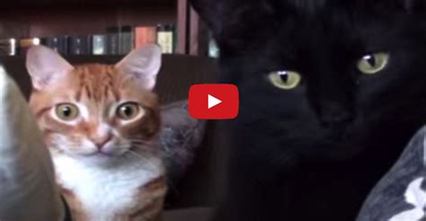 9 Signs Cats Are Plotting World Domination