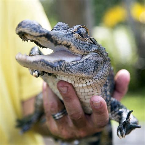 Cute Baby Alligator Training Wheels Needed