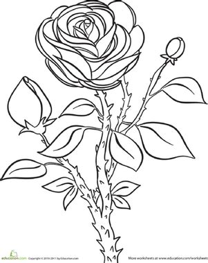 Rose | Coloring Page | Education.com Black and white clipart sunflowers.