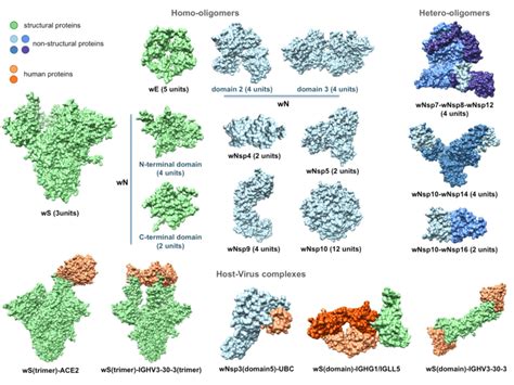 Structurally Characterized Intra Viral And Host Viral Protein Protein