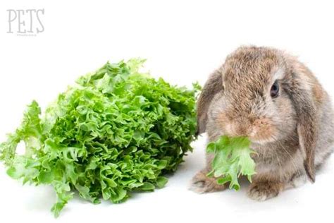 Frutas Y Verduras Que Puede Comer Un Conejo Petsbioforestal