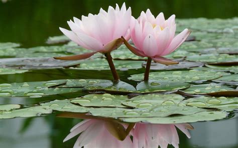 Multiple sizes available for all screen sizes. Lotus Flower Wallpaper ·① WallpaperTag