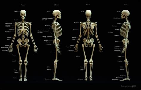 Esqueleto Humano Sint 233 Tico 85 Cm Riset