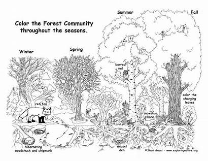 Forest Coloring Community Throughout Pages Exploringnature Nature