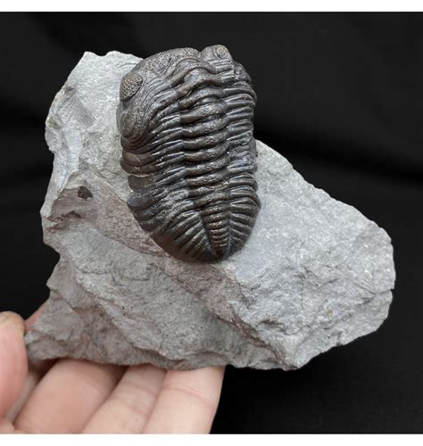 Fossils For Sale Fossils Middle Devonian Trilobite From New
