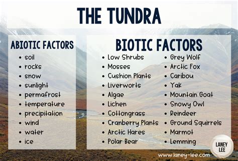 Tundra Abiotic And Biotic Factors Laney Lee