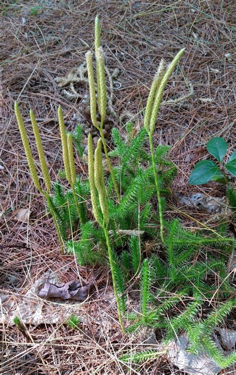 Moss can be enchanting, but there are some tricks to if you want to add a touch of fairy tale to your garden and homestead, then read on to learn how landscaping with moss can happen where you want it to! Plant Moss In Your Fairy Garden | HubPages