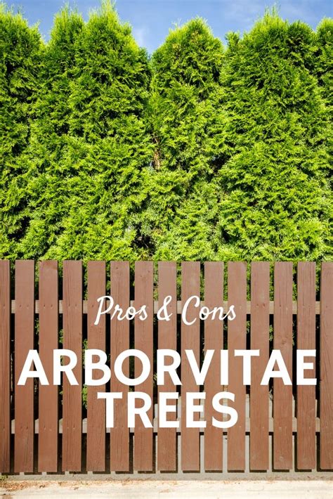 Arborvitae Pros And Cons Disadvantages And Benefits Of