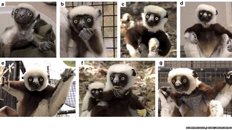 The Lives Of Lemurs Uploaded To The Web Bbc News