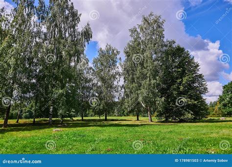 A Group Of Birches In A Forest Clearing Summer Forest Landscape With