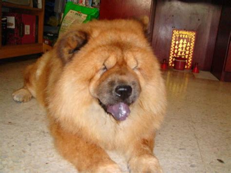 List of pet shops and pet supply shops in penang. Pure breed Chow Chow puppies FOR SALE ADOPTION from Penang ...