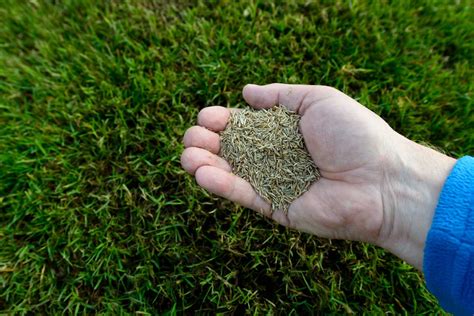Is That Bag Of Grass Seed Still Good • Greenview Fertilizer