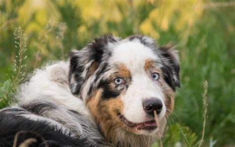 Australian Shepherd Dog Breeds Facts Advice And Pictures