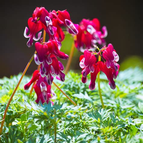 Dicentra, or bleeding heart, always causes a stir in the garden because of its extraordinary flower form. Red Bleeding Heart Plant For Sale | Dicentra Burning ...