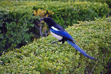 Magpie The National Bird Of South Korea Colin Roohan Flickr