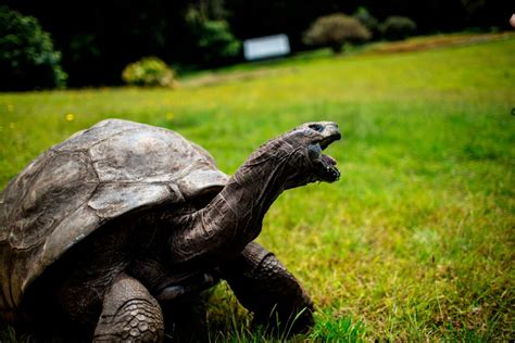 We did not find results for: Esta tortuga de 187 años de edad, es el animal terrestre ...