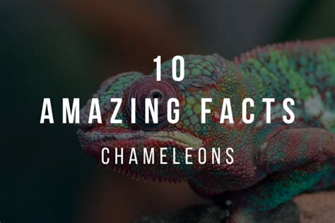 10 Super Cool Facts About Chameleons Fun Facts About Animals