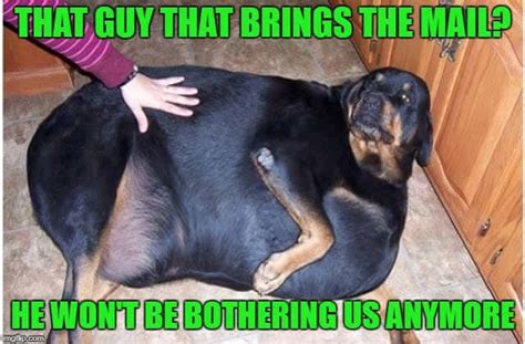 Finally, we don't have to wake up early and are able to lie in bed and chill for at least a little while longer. 50+ Funniest 🤣 Fat Dog Memes On The Internet | Guaranteed ...