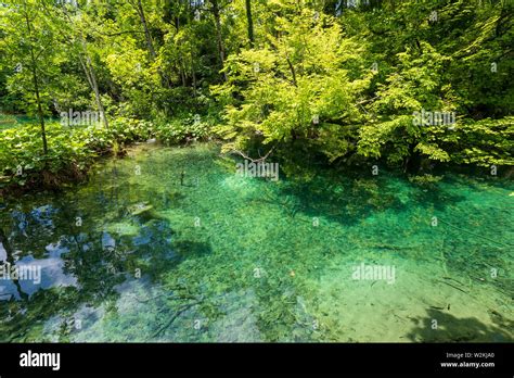 Azure Colored Pond With Crystal Clear Water Deep In The Dense Forest Of