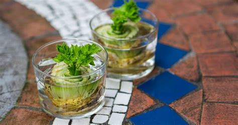 You don't need a backyard to grow lush basil, parsley. Growing Food From Kitchen Scraps