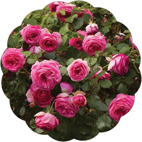 Buy Stargazer Perennials Pretty In Pink Eden Climbing Rose Plant