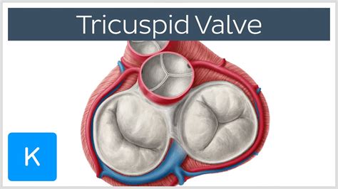 Tricuspid Valve Definition Examples And Forms