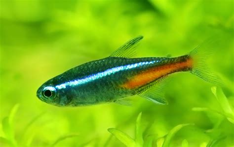 Neon Tetra Fish The Care Feeding And Breeding Of Neon Tetras