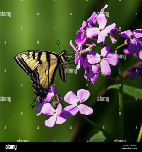 Eastern Tiger Swallowtail Butterfly Papilio Glaucus Feeding On Dame S