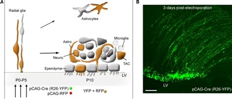 Svz Electroporation And Labeled Cells A Diagram Illustrating 1