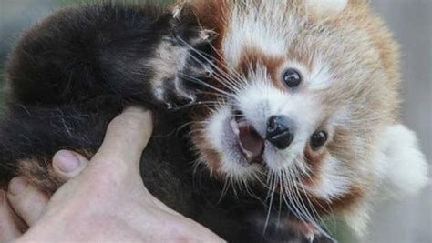Melbourne Zoos Adorable Baby Red Pandas Set For Public Debut After