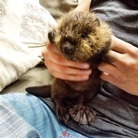 55 Adorable Baby Beavers Youd Instantly Want To Give A Hug To Small Joys