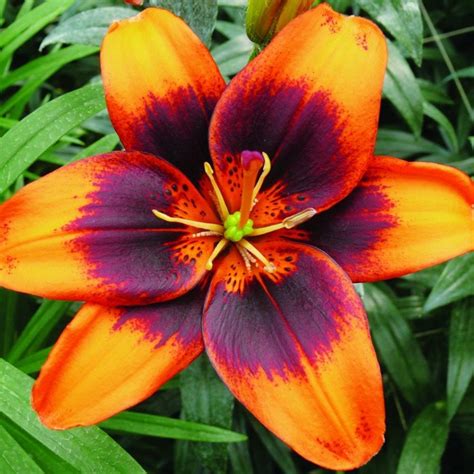 Buy Pollen Free Asiatic Lily Bulb Lilium Easy Samba £399 Delivery By