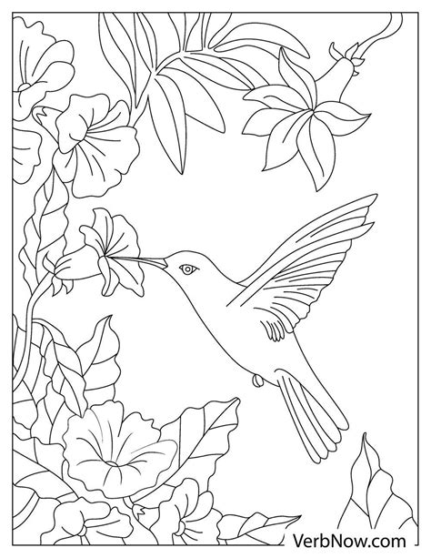 Hummingbird Coloring Page Home Design Ideas
