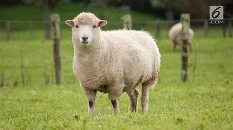 Bantal bulu domba adalah komoditi yang popular di pasaran aksesori moden untuk tidur. 22-2-1997: Ilmuwan Skotlandia Berhasil Kloning Domba ...