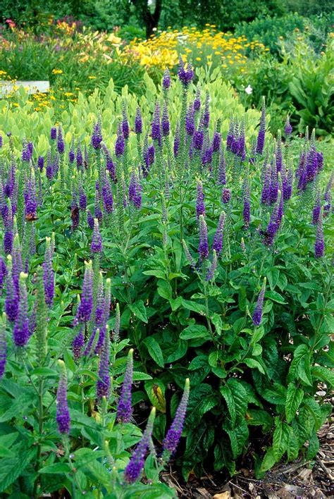 Of The Best Perennials For Adding Color To Your Garden
