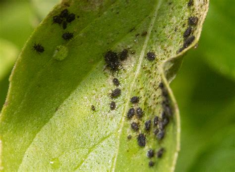You can check google for a multitude of possible infestations and. Basil Pests - Organic Farming, Smallholding and Kitchen ...