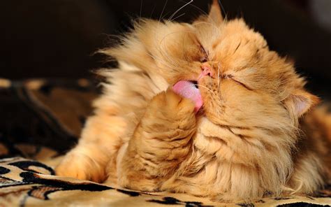 download wallpapers persian cat close up ginger cat fluffy cat ginger persian cats