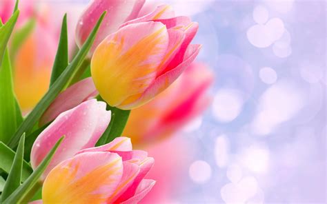 Tulip Hd Wallpapers Free Download Pixelstalknet