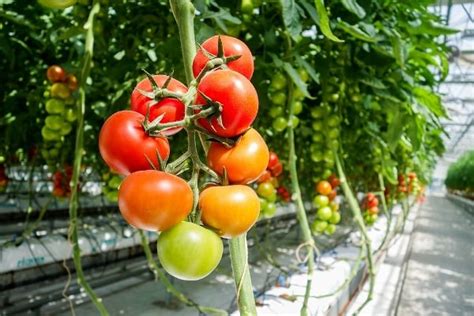 Greenhouse Tomato Growing Techniques And Ideas Agri Farming