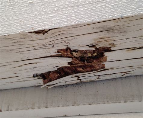 A good general rule is 'when it goes past the fibre saturation point', which means about 30% or more water content. Why Is There Dry Rot At The Entry Door?
