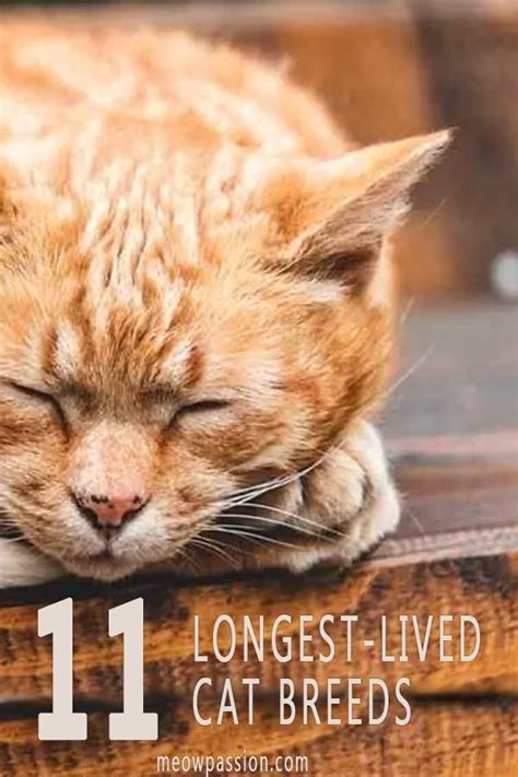 11 Cat Breeds That Live The Longest Meowpassion Cat Breeds Cat