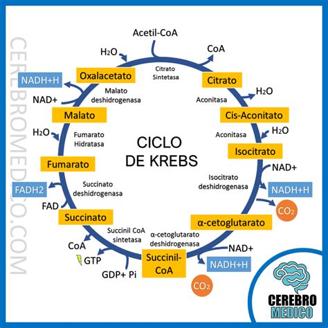 Ciclo De Krebs Explicacion Paso A Paso Resumen Bioquimica